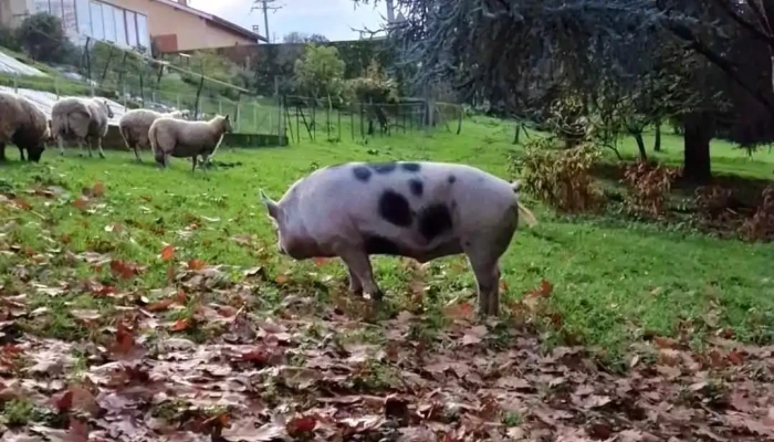 Le Saint Cochon -  Videos - Beaumontois En Périgord