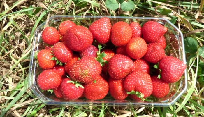 Vente A La Ferme Teillet Score - Boulazac Isle Manoire